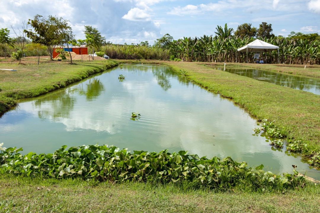 Chácara com tanques de peixes